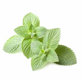 Spearmint essential oil